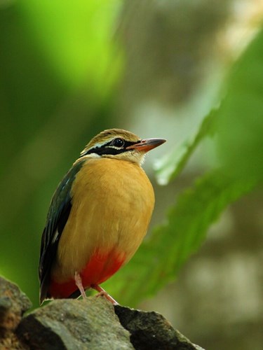 Kingfisher-fågeln